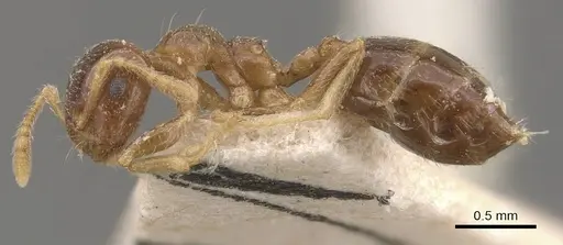 Crematogaster captiosa - CASENT0908449