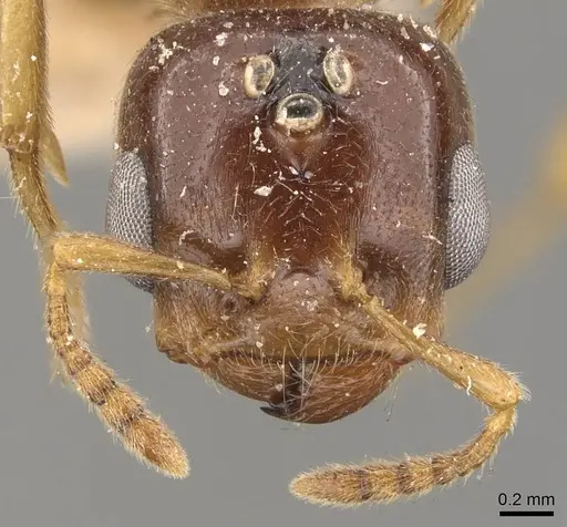 Crematogaster captiosa - CASENT0908452