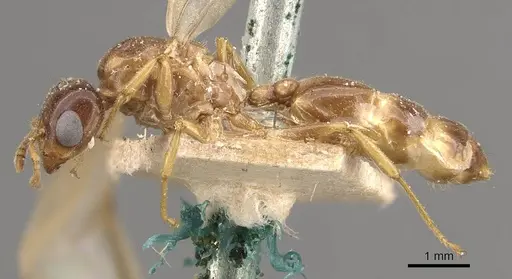 Crematogaster captiosa - CASENT0908452