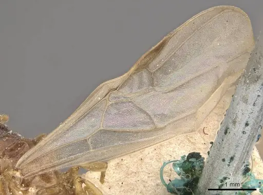 Crematogaster captiosa - CASENT0908452