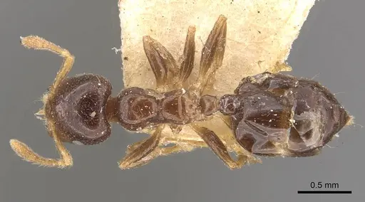 Crematogaster captiosa - CASENT0908453