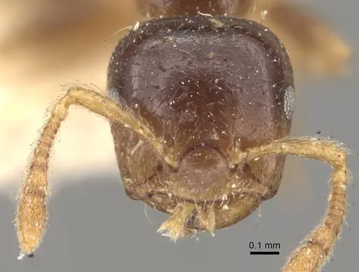 Crematogaster captiosa - CASENT0908453