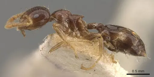 Crematogaster captiosa - CASENT0908453