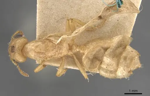 Crematogaster captiosa - CASENT0908454