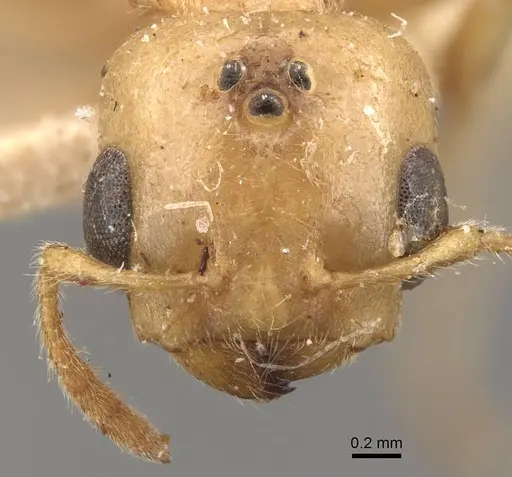 Crematogaster captiosa - CASENT0908454