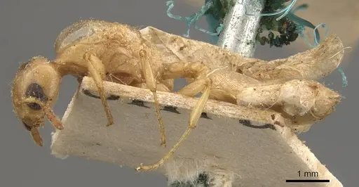 Crematogaster captiosa - CASENT0908454