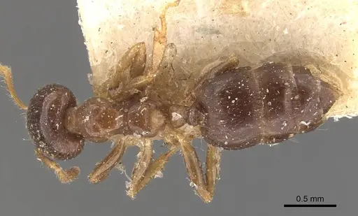 Crematogaster captiosa - CASENT0908455