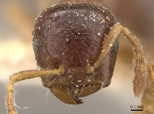Crematogaster captiosa - CASENT0908455