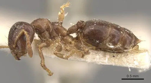 Crematogaster captiosa - CASENT0908455