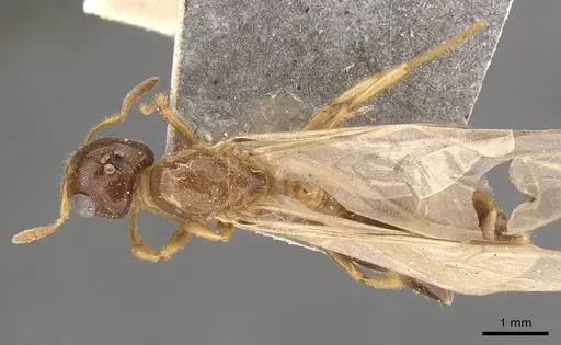 Crematogaster captiosa - CASENT0908457