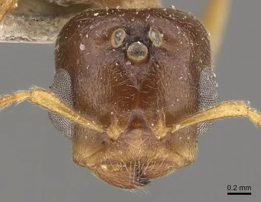 Crematogaster captiosa - CASENT0908457