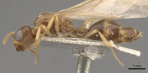 Crematogaster captiosa - CASENT0908457