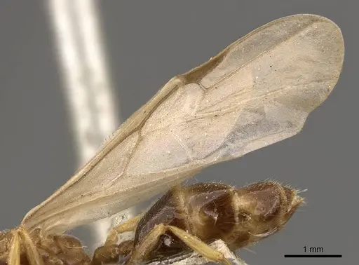 Crematogaster captiosa - CASENT0908457