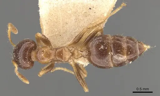 Crematogaster captiosa - CASENT0908458
