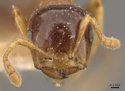 Crematogaster captiosa - CASENT0908458