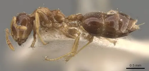 Crematogaster captiosa - CASENT0908458