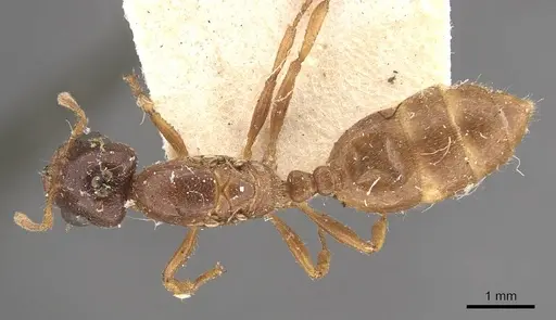 Crematogaster captiosa - CASENT0908459
