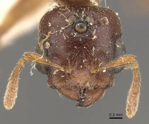 Crematogaster captiosa - CASENT0908459