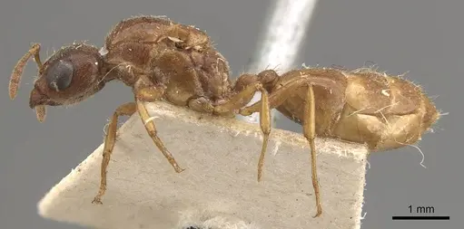 Crematogaster captiosa - CASENT0908459