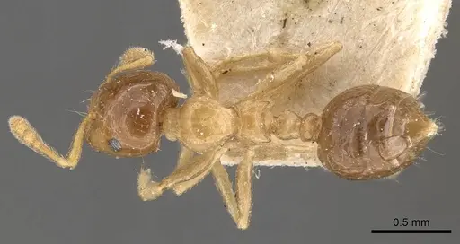 Crematogaster captiosa - CASENT0908460