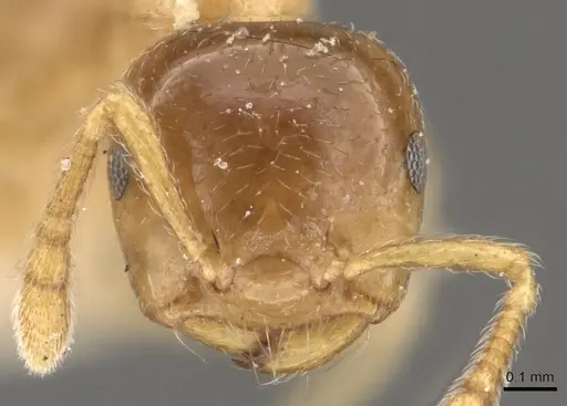 Crematogaster captiosa - CASENT0908460