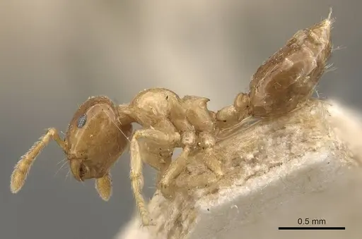 Crematogaster captiosa - CASENT0908460