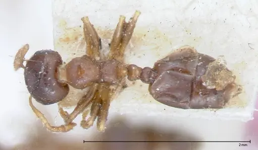 Crematogaster captiosa - FOCOL0075-1