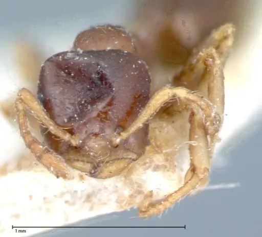 Crematogaster captiosa - FOCOL0075-1