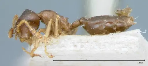 Crematogaster captiosa - FOCOL0075-1