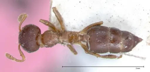 Crematogaster captiosa - FOCOL0075-2