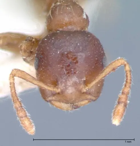 Crematogaster captiosa - FOCOL0075-2