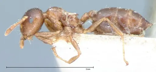 Crematogaster captiosa - FOCOL0075-2