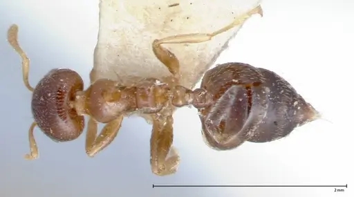 Crematogaster captiosa - FOCOL0076