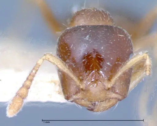 Crematogaster captiosa - FOCOL0076