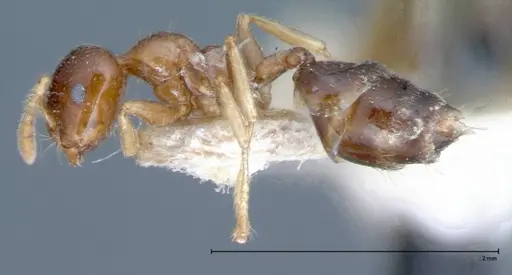 Crematogaster captiosa - FOCOL0076
