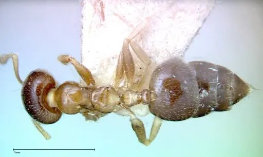 Crematogaster captiosa - FOCOL0270-1
