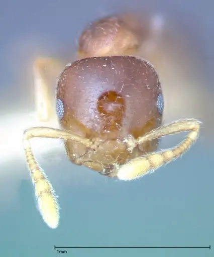 Crematogaster captiosa - FOCOL0270-1