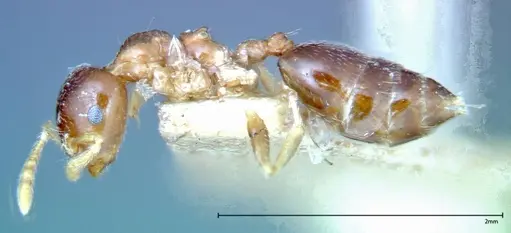 Crematogaster captiosa - FOCOL0270-1