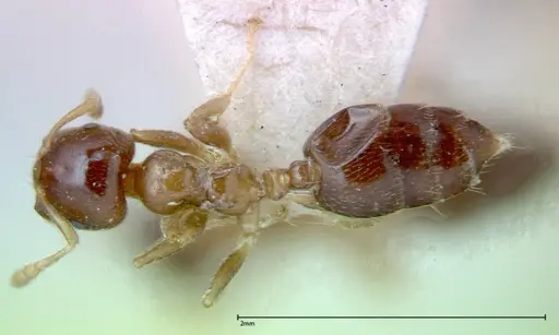 Crematogaster captiosa - FOCOL0270-2