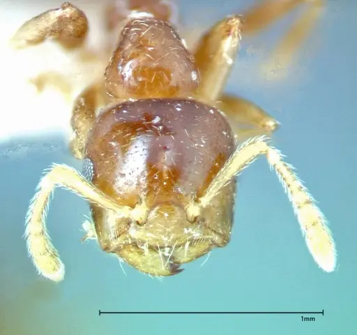 Crematogaster captiosa - FOCOL0270-2