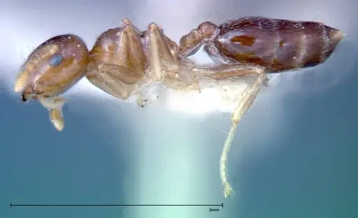 Crematogaster captiosa - FOCOL0270-2