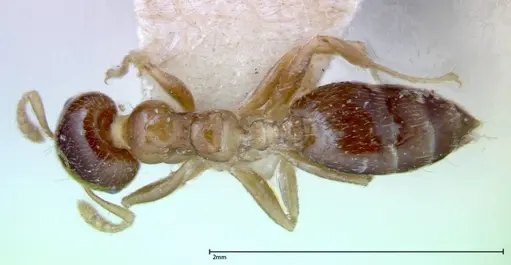 Crematogaster captiosa - FOCOL0270-3