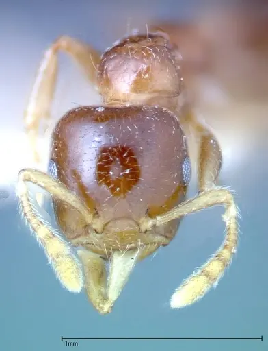 Crematogaster captiosa - FOCOL0270-3