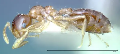 Crematogaster captiosa - FOCOL0270-3