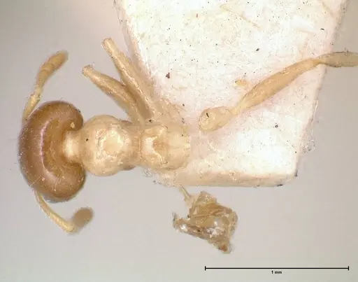 Crematogaster captiosa - FOCOL0650-1