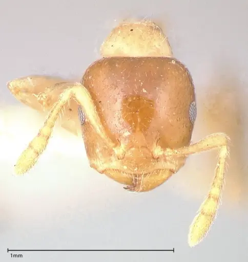 Crematogaster captiosa - FOCOL0650-1