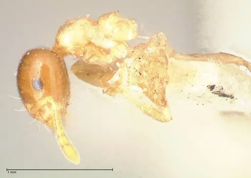 Crematogaster captiosa - FOCOL0650-1