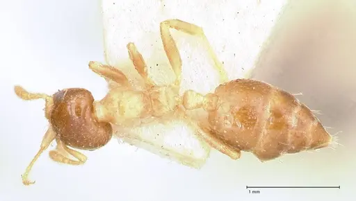 Crematogaster captiosa - FOCOL0650-2