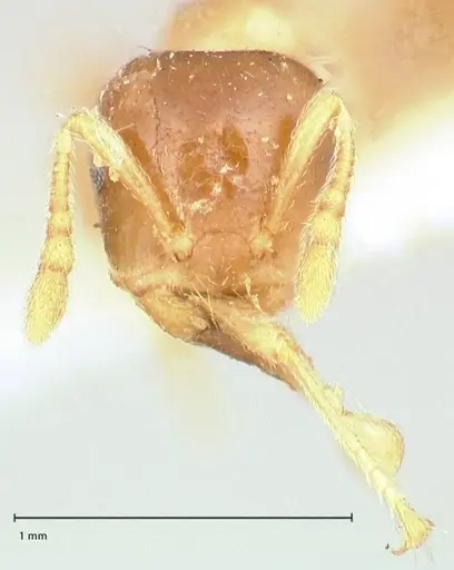 Crematogaster captiosa - FOCOL0650-2