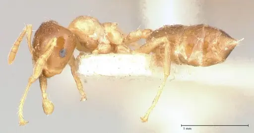 Crematogaster captiosa - FOCOL0650-2